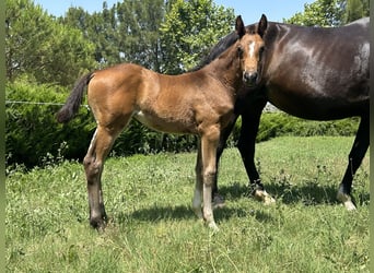 Oldenbourg, Jument, , 168 cm, Noir