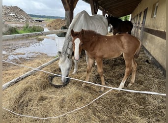 Oldenbourg, Jument, Poulain (01/2024), 168 cm, Peut devenir gris