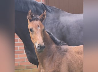Oldenbourg, Jument, Poulain (06/2026), 169 cm, Bai