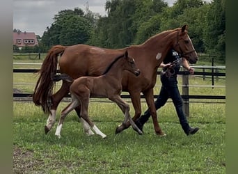 Oldenbourg, Jument, , 169 cm, Bai