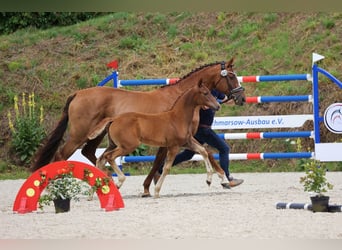 Oldenbourg, Jument, Poulain (05/2024), 170 cm, Alezan brûlé