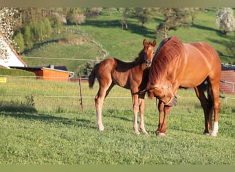 Oldenbourg, Jument, , 170 cm, Alezan