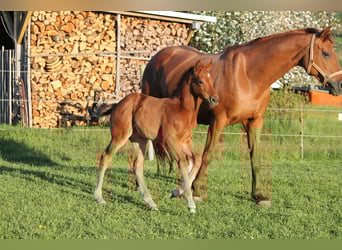 Oldenbourg, Jument, , 170 cm, Alezan