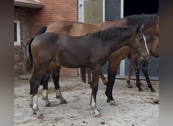 Oldenbourg, Jument, , 170 cm, Bai brun