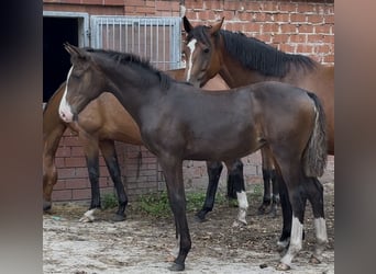 Oldenbourg, Jument, , 170 cm, Bai brun