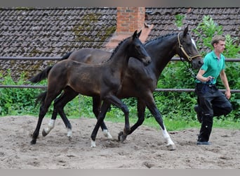 Oldenbourg, Jument, Poulain (03/2023), 170 cm, Bai brun foncé