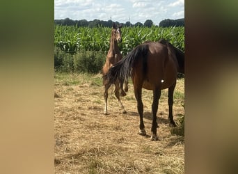 Oldenbourg, Jument, , 170 cm, Bai