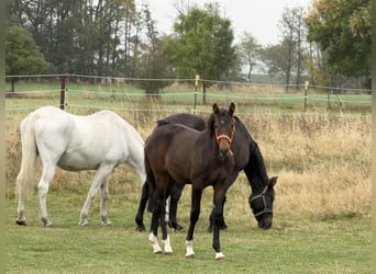 Oldenbourg, Jument, Poulain (04/2026), 170 cm, Bai
