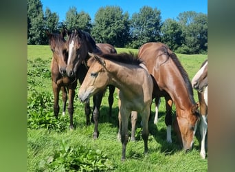 Oldenbourg, Jument, Poulain (04/2025), 170 cm, Gris