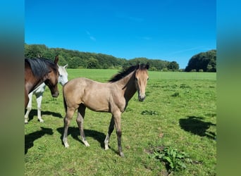 Oldenbourg, Jument, Poulain (04/2025), 170 cm, Gris