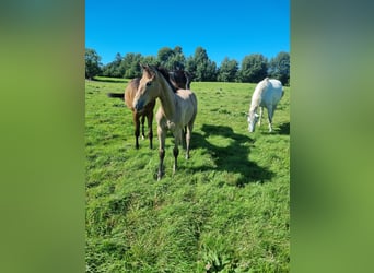 Oldenbourg, Jument, Poulain (04/2025), 170 cm, Gris