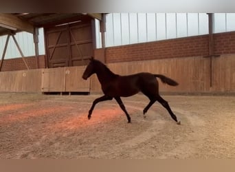 Oldenbourg, Jument, Poulain (05/2026), 170 cm, Noir