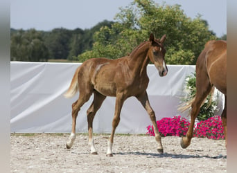 Oldenbourg, Jument, Poulain (03/2024), 172 cm, Alezan brûlé