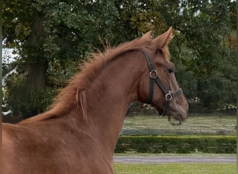 Oldenbourg, Jument, Poulain (03/2025), 172 cm, Alezan