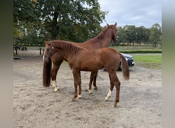 Oldenbourg, Jument, Poulain (03/2025), 172 cm, Alezan