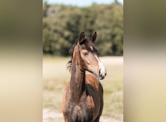 Oldenbourg, Jument, Poulain (04/2026), 172 cm, Bai brun foncé