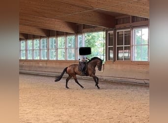 Oldenbourg, Jument, Poulain (04/2025), 172 cm, Bai