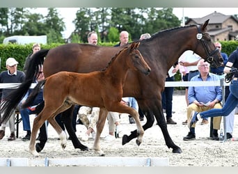 Oldenbourg, Jument, Poulain (04/2025), 172 cm, Bai