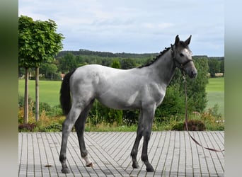 Oldenbourg, Jument, Poulain (01/2024), 173 cm, Gris