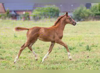 Oldenbourg, Jument, Poulain (01/2025), 175 cm, Alezan