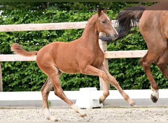 Oldenbourg, Jument, Poulain (04/2026), Alezan brûlé