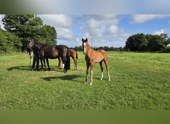 Oldenbourg, Jument, Poulain (04/2026), Alezan