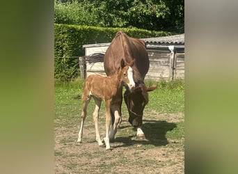 Oldenbourg, Jument, Poulain (06/2026), Alezan