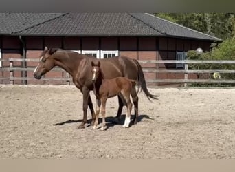 Oldenbourg, Jument, Poulain (03/2026), Alezan