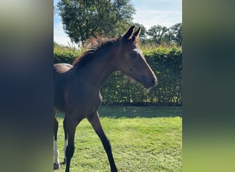 Oldenbourg, Jument, Poulain (05/2025), Bai brun