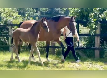 Oldenbourg, Jument, Poulain (04/2025), Bai brun