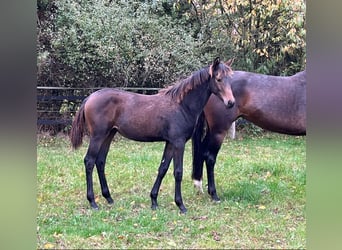 Oldenbourg, Jument, Poulain (04/2024), Bai brun