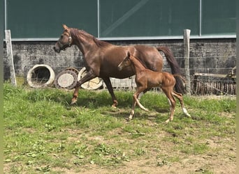 Oldenbourg, Jument, Poulain (06/2026), Bai brun