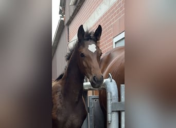 Oldenbourg, Jument, Poulain (03/2026), Bai brun