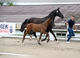 Oldenbourg, Jument, Poulain (04/2024), Bai brun