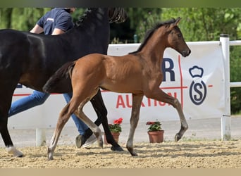 Oldenbourg, Jument, Poulain (04/2024), Bai brun foncé