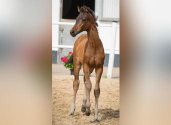 Oldenbourg, Jument, Poulain (04/2024), Bai brun foncé