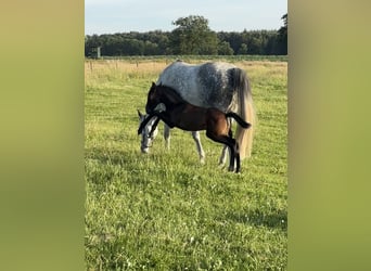 Oldenbourg, Jument, Poulain (06/2026), Bai brun foncé