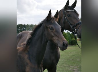Oldenbourg, Jument, Poulain (05/2026), Bai
