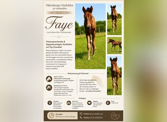 Oldenbourg, Jument, Poulain (05/2026), Bai