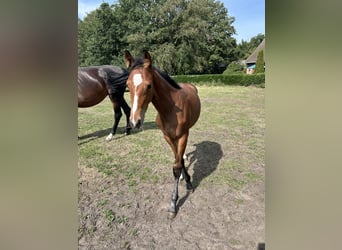Oldenbourg, Jument, Poulain (05/2026), Bai