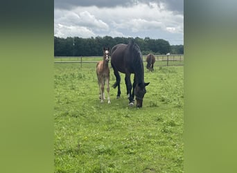 Oldenbourg, Jument, Poulain (05/2026), Bai