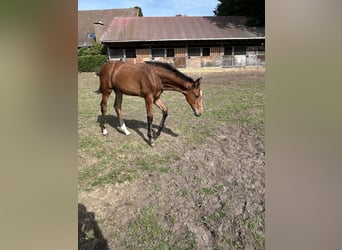 Oldenbourg, Jument, Poulain (05/2026), Bai