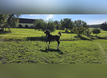 Oldenbourg, Jument, Poulain (05/2026), Bai