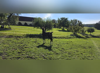 Oldenbourg, Jument, Poulain (05/2026), Bai