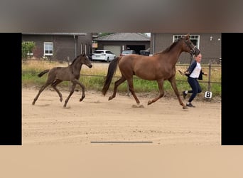 Oldenbourg, Jument, Poulain (05/2025)