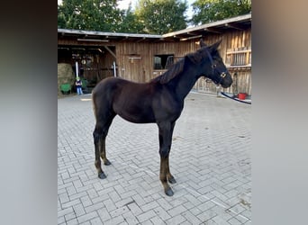 Oldenbourg, Jument, Poulain (05/2025)