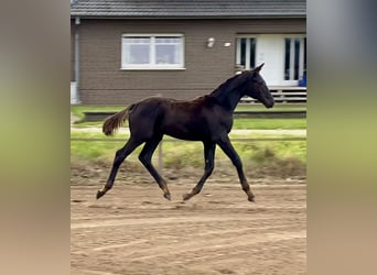 Oldenbourg, Jument, Poulain (05/2025)