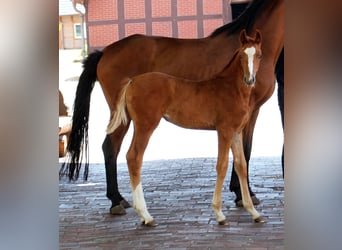 Oldenbourg, Jument, Poulain (01/2026)