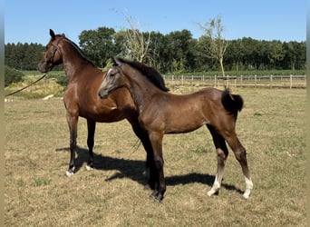 Oldenbourg, Jument, Poulain (05/2026), Gris (bai-dun)