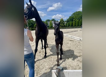 Oldenbourg, Jument, Poulain (05/2026), Noir